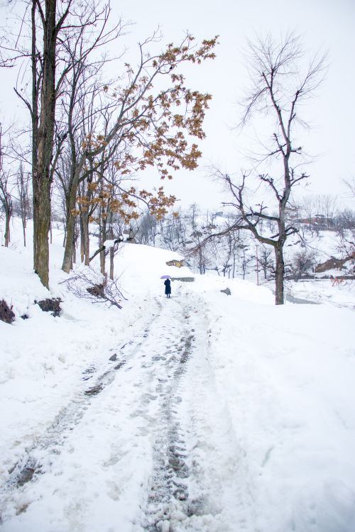 Free Serene winter landscape in Srinagar, showcasing a snow-covered path lined with trees. Stock Photo