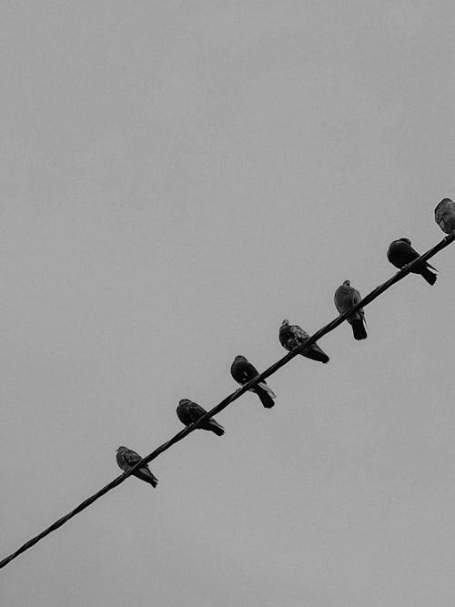 Pigeons on Wire in Black and White