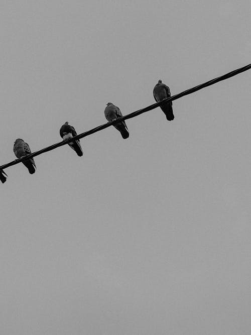 Pigeons on Wire in Black and White