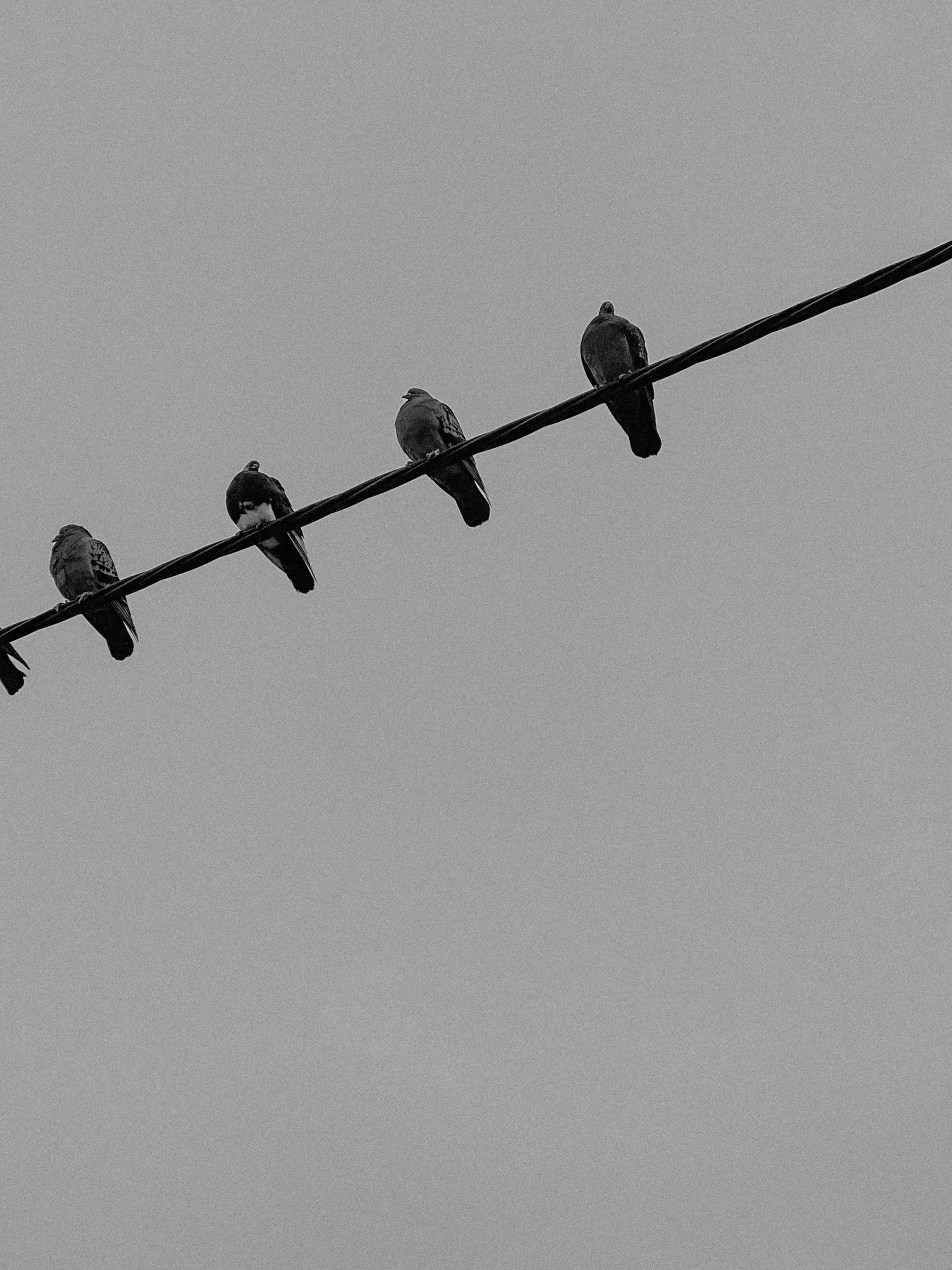 Common Pigeons Photos, Download The BEST