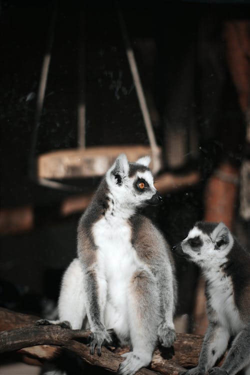 Two Lemurs Sitting on a Tree Branch 