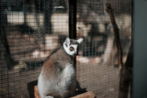 Lemur Sitting in Cage