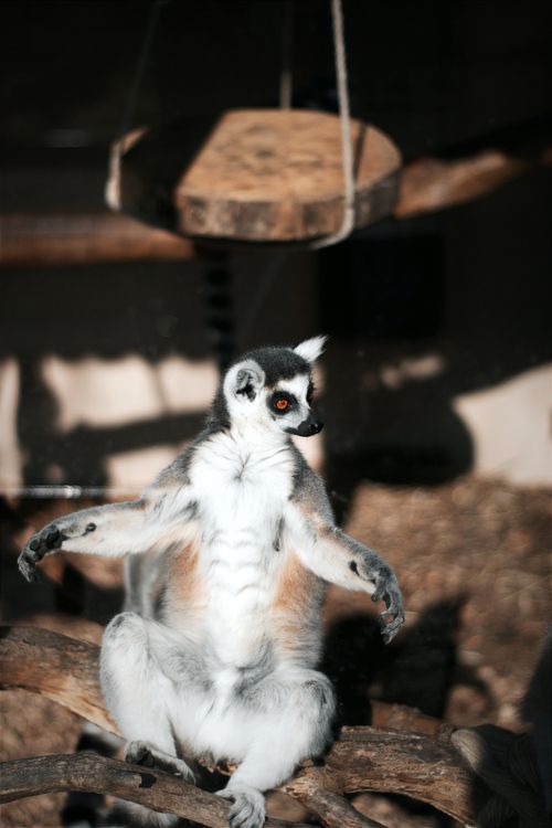 Free Close-up of a ring-tailed lemur sitting on a branch, enjoying the sun at the zoo. Stock Photo