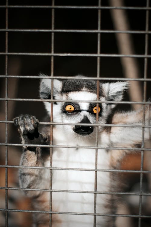 Cute Lemur in Cage in Zoo