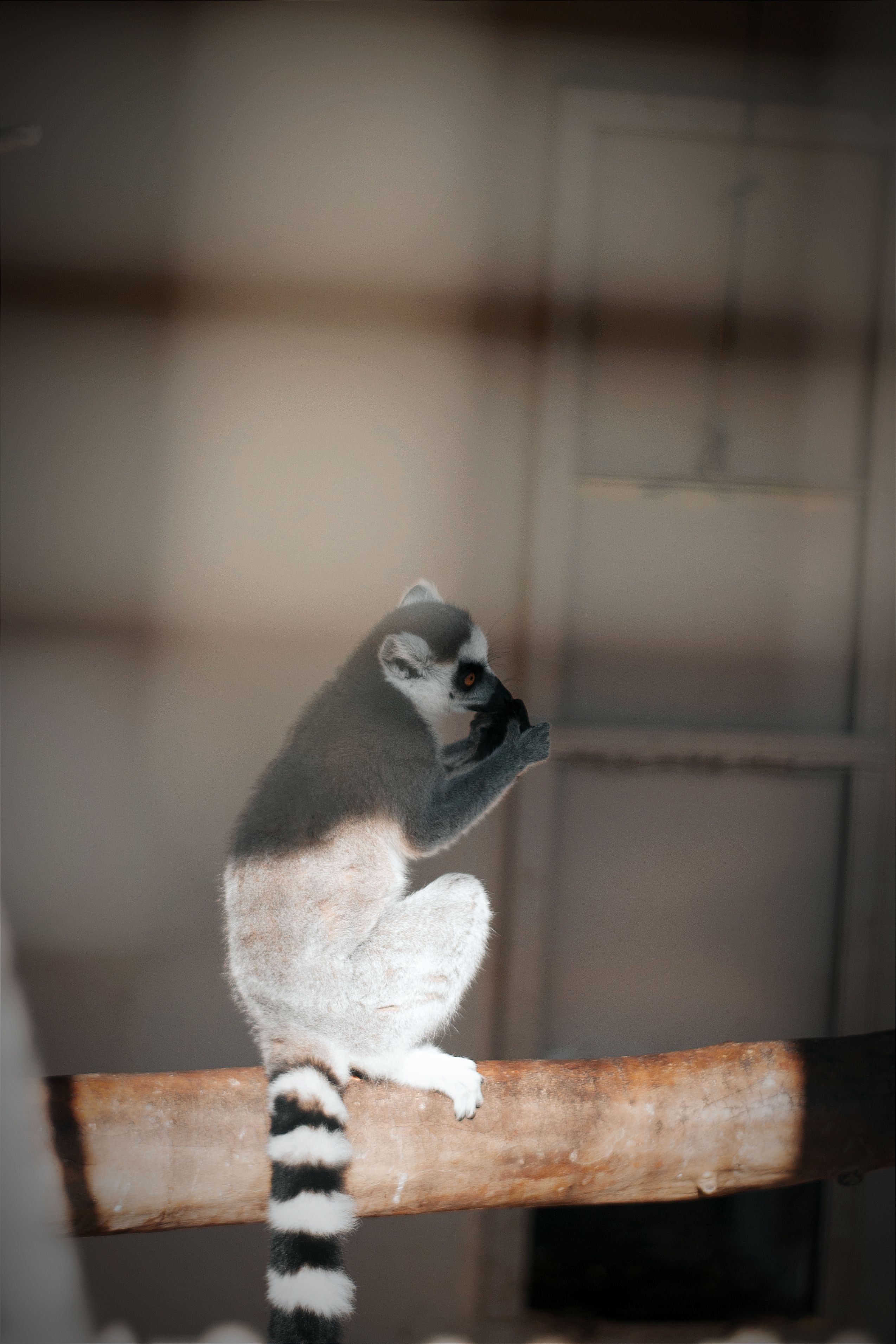 Lemur Sitting in Cage · Free Stock Photo - Lemur Cage Setup Using Shelving Units