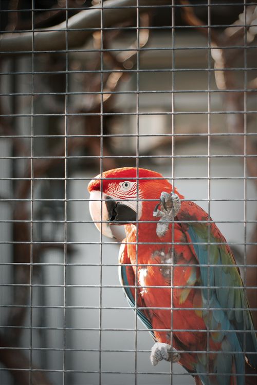 Free A colorful macaw parrot behind a cage, featured in a zoo setting. Stock Photo