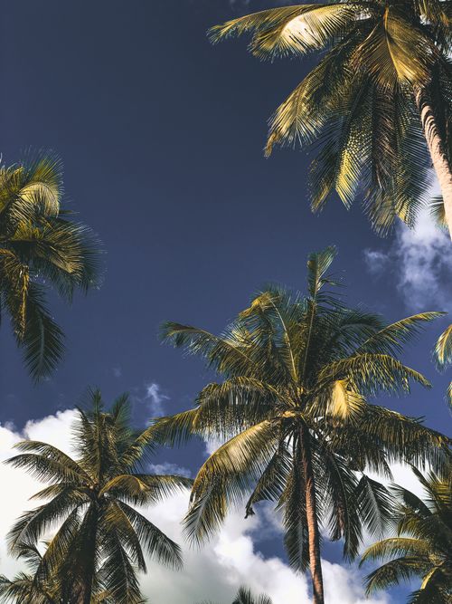 Free Looking up at vibrant palm trees against a clear blue sky with fluffy clouds. Stock Photo