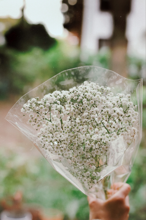 Free A hand holds a delicate bouquet of baby's breath flowers wrapped in clear foil, with a blurred outdoor background. Stock Photo