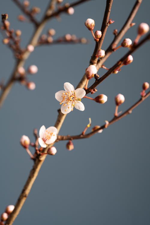 Darmowe zdjęcie z galerii z flora, kwiat wiśni, kwiaty