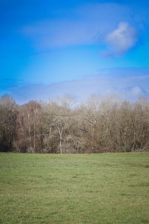 Free Tranquil autumn scene featuring a vibrant green field against a backdrop of leafless trees under a bright blue sky. Stock Photo