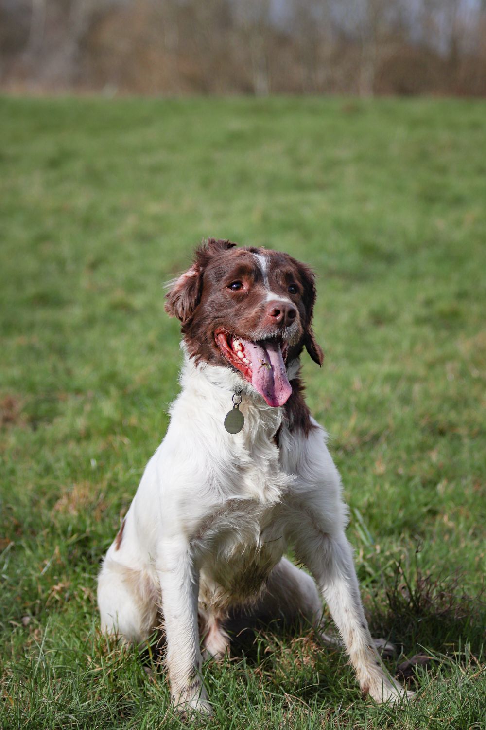 Small Münsterländer, photo 5