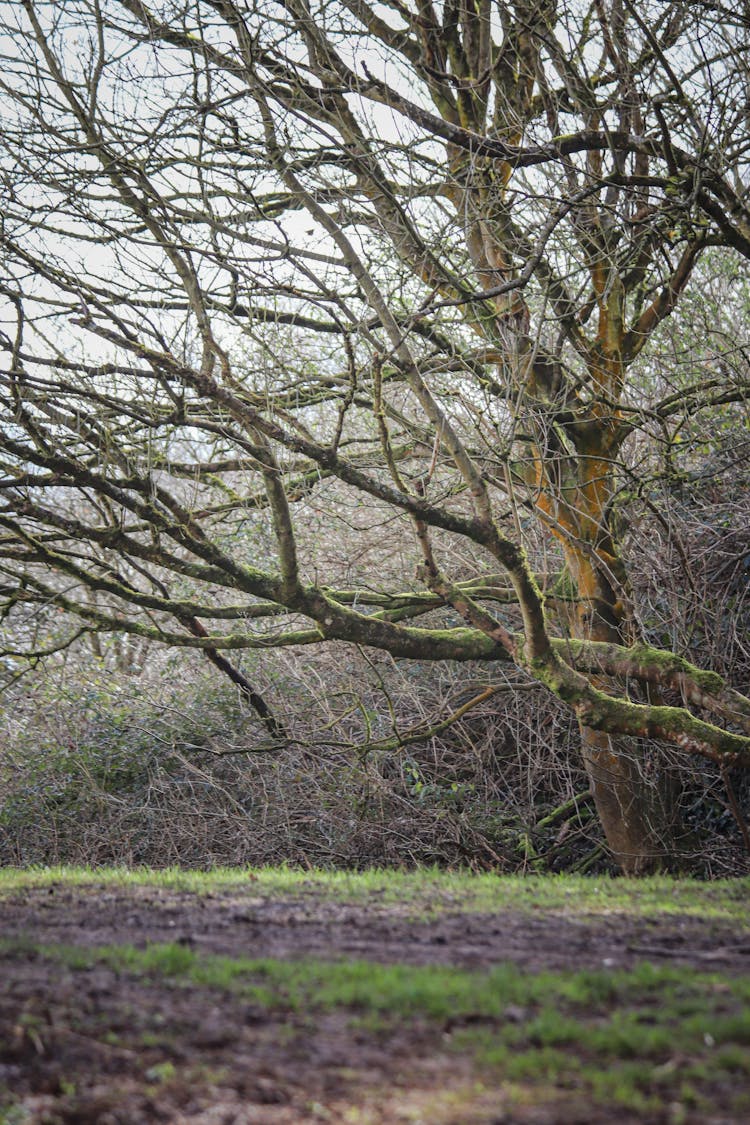 A Tree In A Forest 