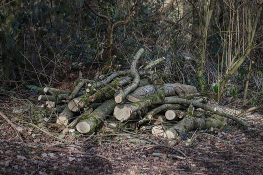 A side-by-side comparison showing the Hoads Wood ancient woodland before and after the massive waste removal operation.