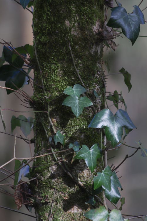 Close up of a Plant 