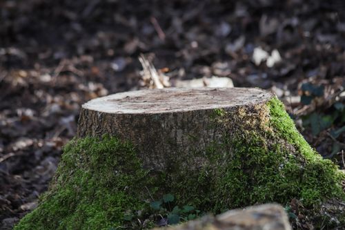 Free Detailed view of a moss-covered tree stump in a forest setting, showcasing nature's resilience. Stock Photo