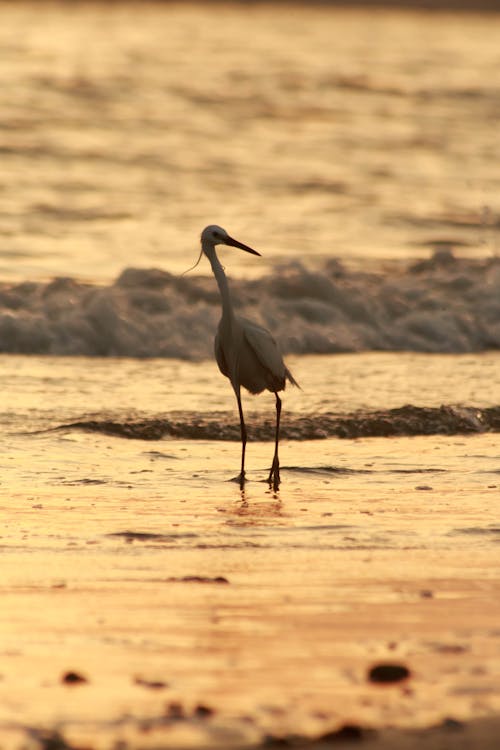 A Great Egret at Sunset 