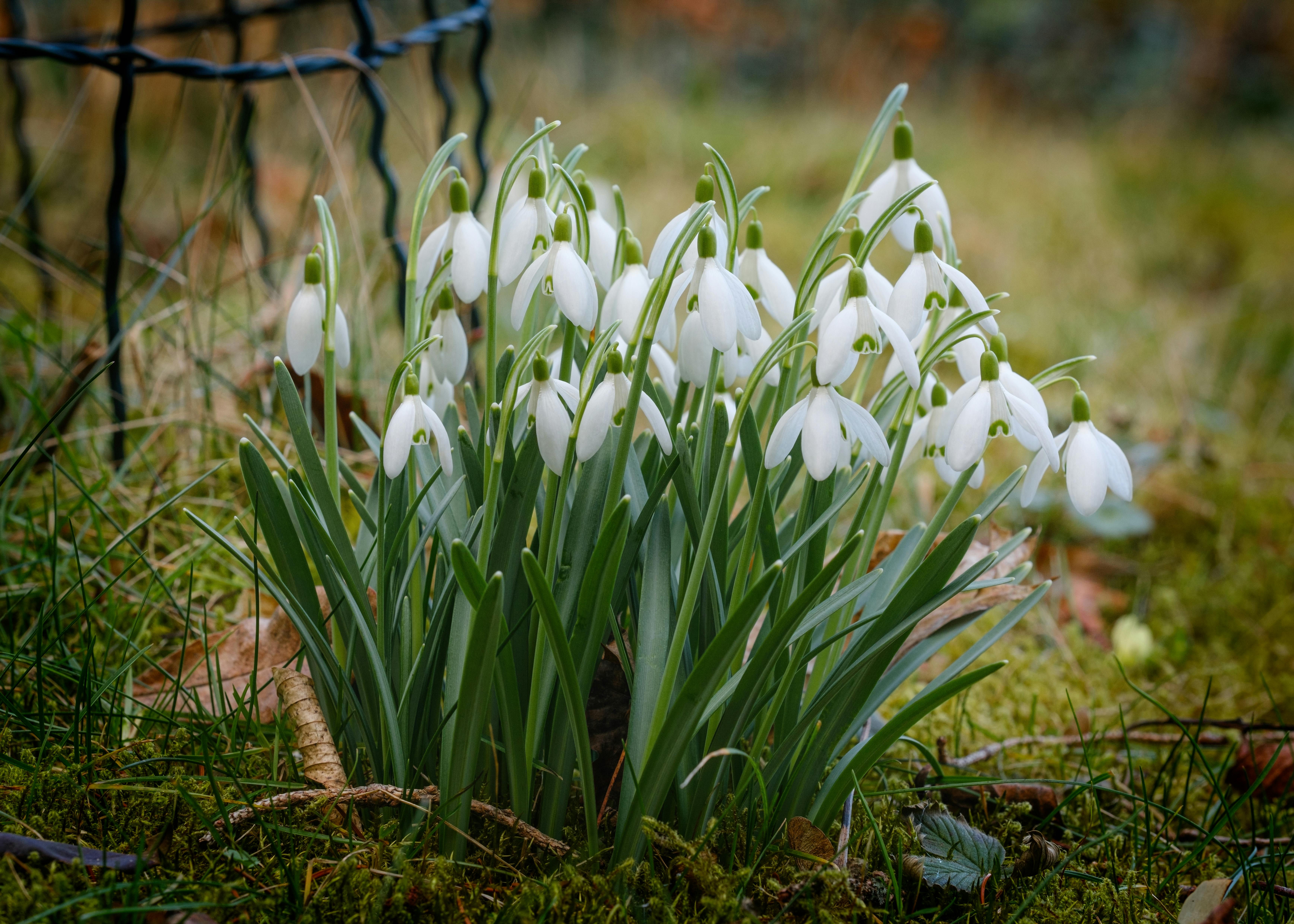 Snowdrop Carpet — Welford Park Berkshire England
