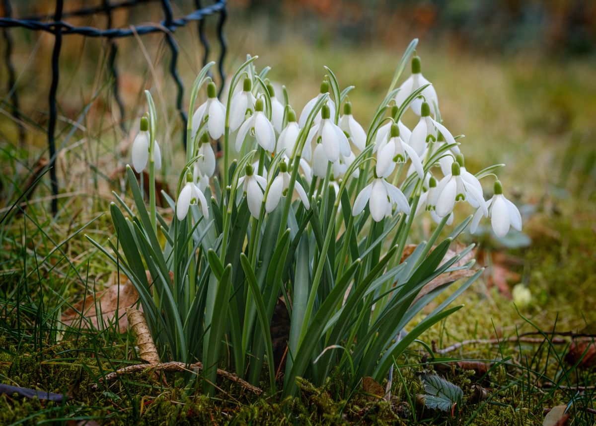 Clump of white snowdrops in bloom