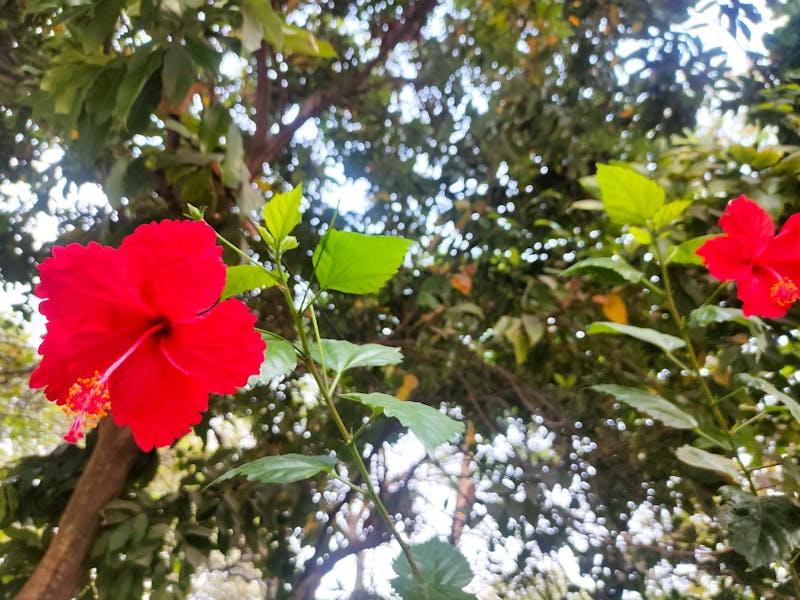 Manteiga de cupuaçu e sementes da fruta em uma superfície de madeira.