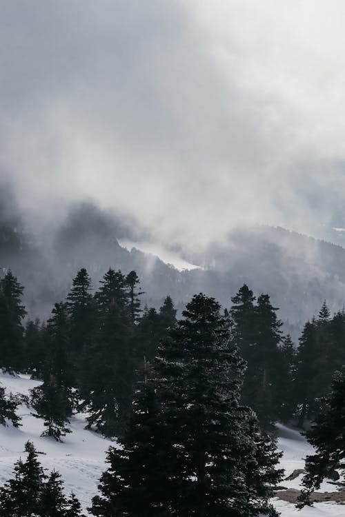 Foggy Landscape of a Forest in Winter 