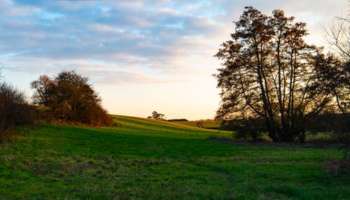 Free Serene rural countryside with lush green fields and trees at sunset. Stock Photo