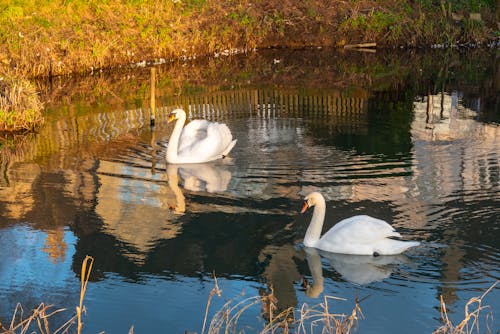Two Swans in a Lake 