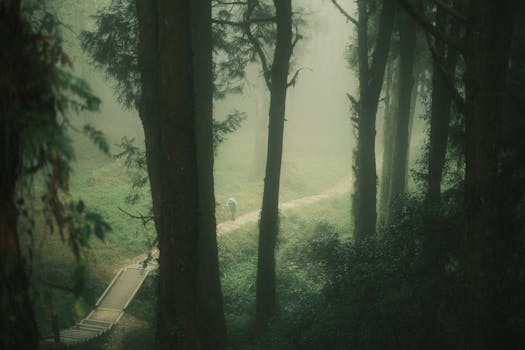Explore the serene beauty of Alishan's misty forest trails in Taiwan.