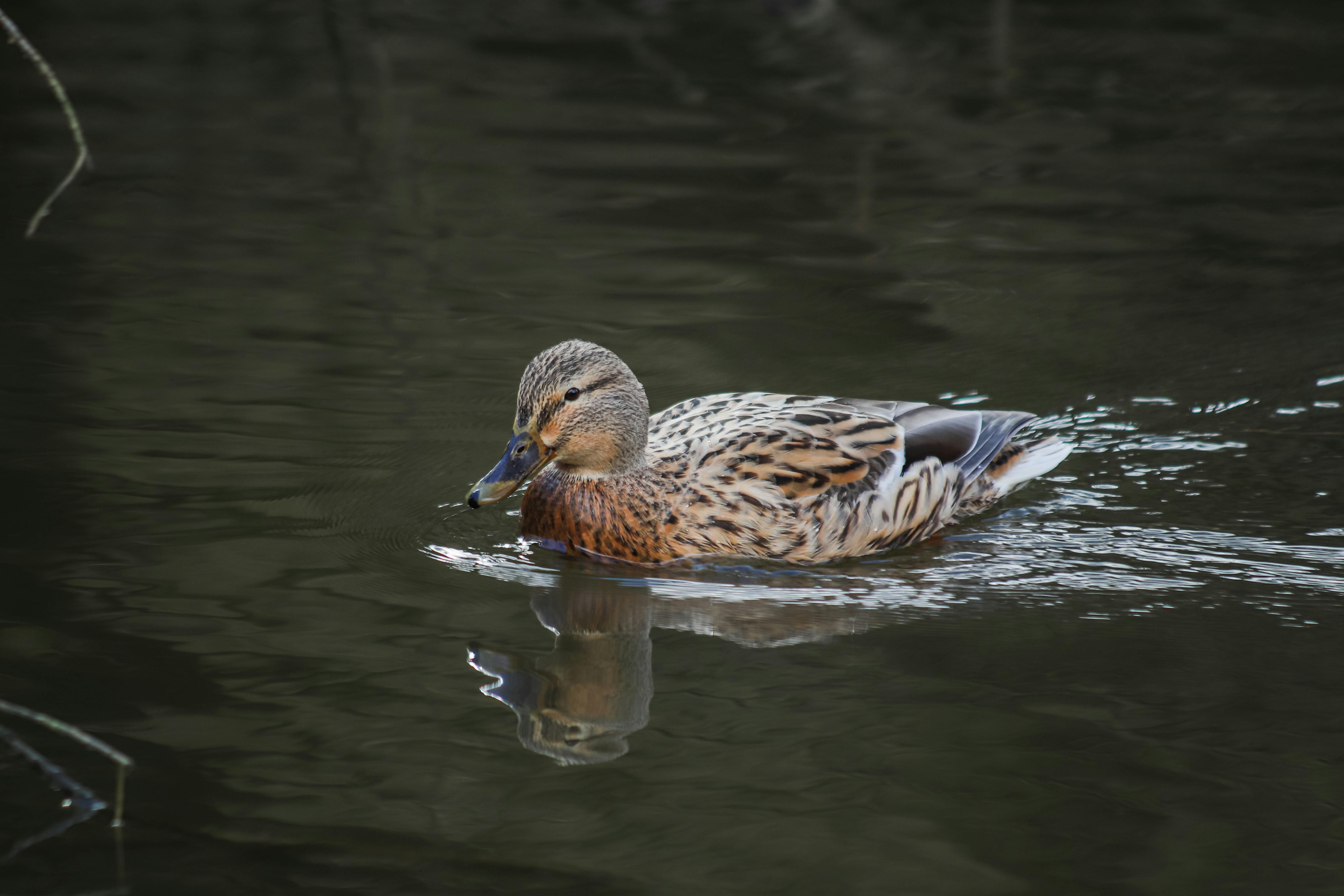 Cartoon Duck Photos, Download The BEST Free Cartoon Duck Stock Photos ...