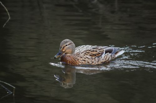 Free Captivating image of a mallard duck gliding on a tranquil lake with its reflection visible in the water. Stock Photo