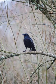 crow photo