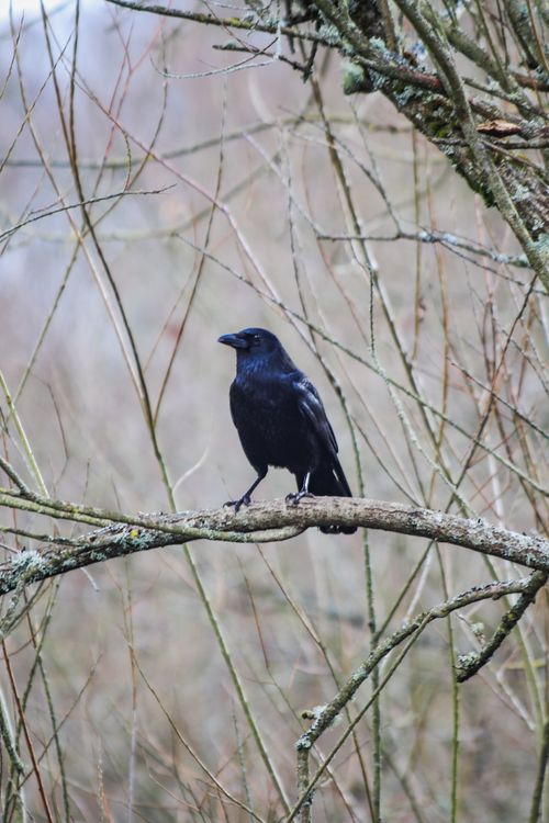 Free A striking crow perches on a branch amid an intricate weave of bare branches. Stock Photo