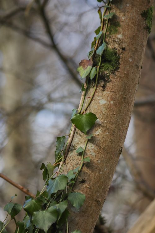 Free Close-up shot of ivy vines climbing a tree trunk in a forest setting. Stock Photo