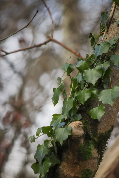 Free Detailed close-up of ivy leaves climbing a tree branch outdoors, capturing nature's intricate beauty. Stock Photo
