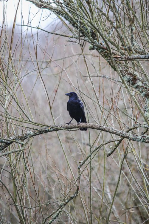 Free A raven perched on a bare winter tree branch, showcasing seasonal beauty. Stock Photo
