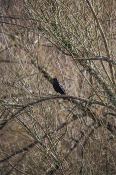 crow photo
