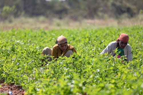 Elderly Women Working on Field