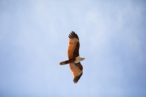 Bird of Prey Flying in Sky