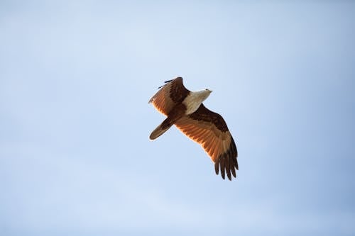 Fotobanka s bezplatnými fotkami na tému lietanie, modrá obloha, orol