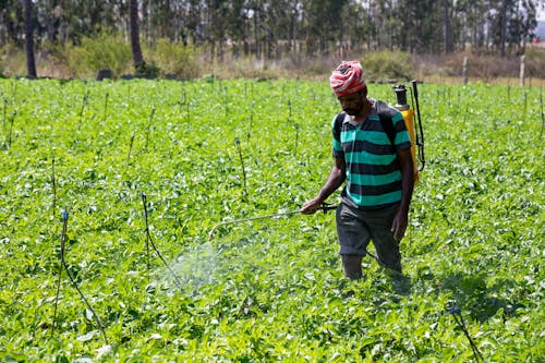 Man Watering Plants on Field