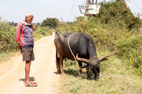 Man with Ox on Dirt Road