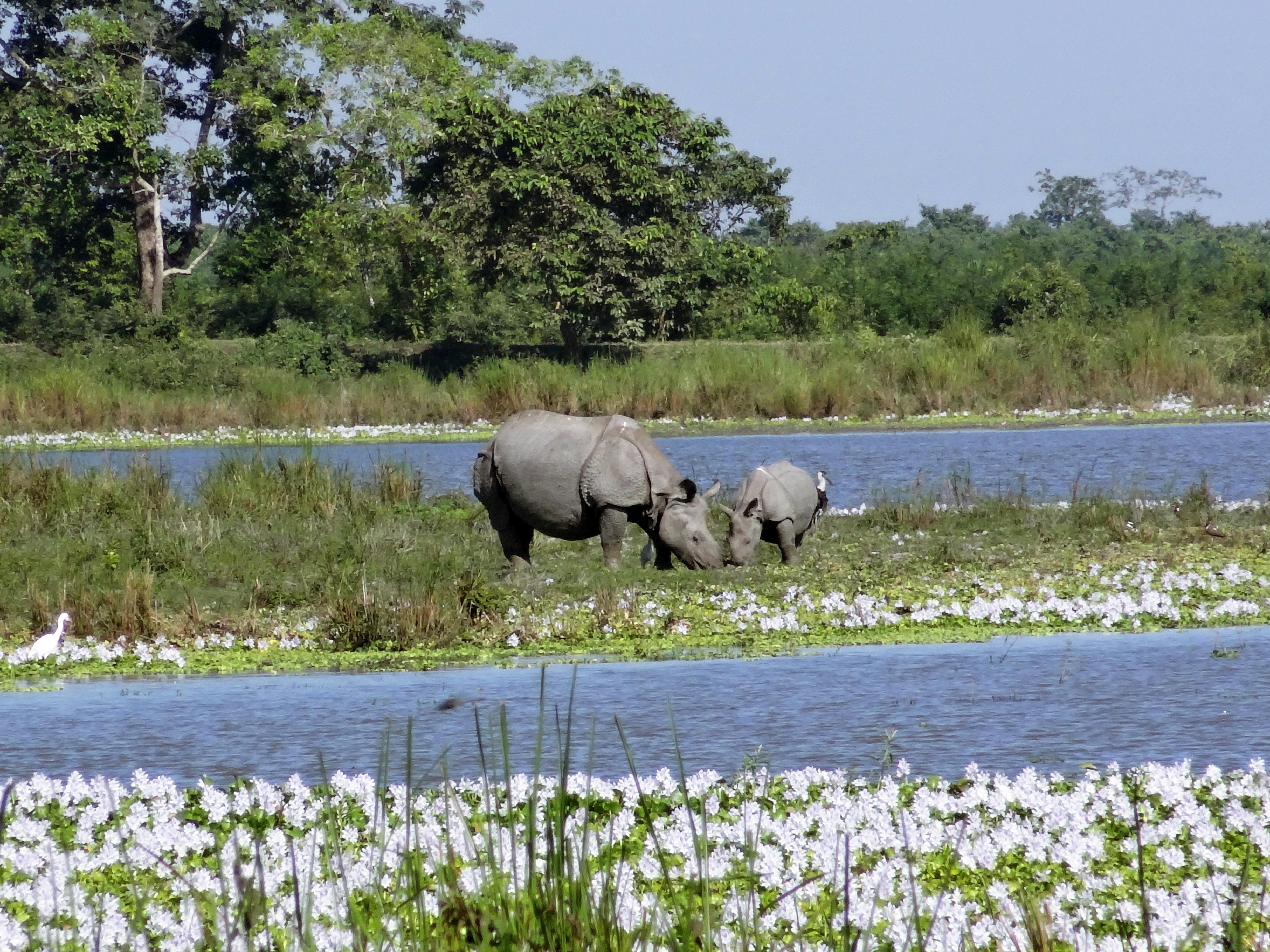 Free stock photo of rhino, rhinoceros, wild animals
