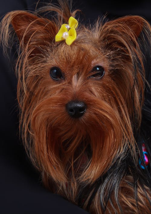 Photos gratuites de animal de compagnie, arcs jaunes, canin