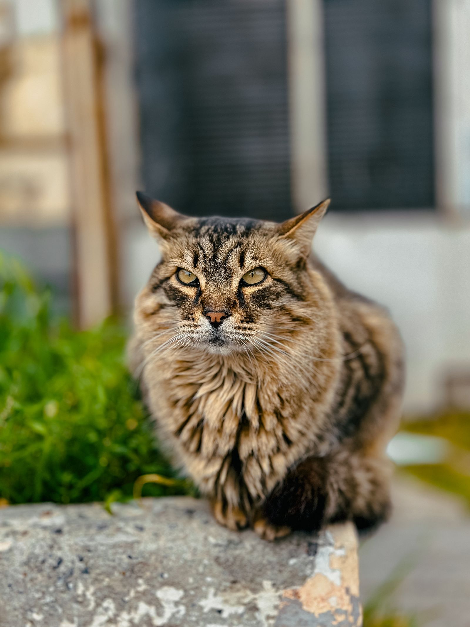 The Prodigal Kitty: Butters Vanishes in San Diego and Reappears 200 Miles Away