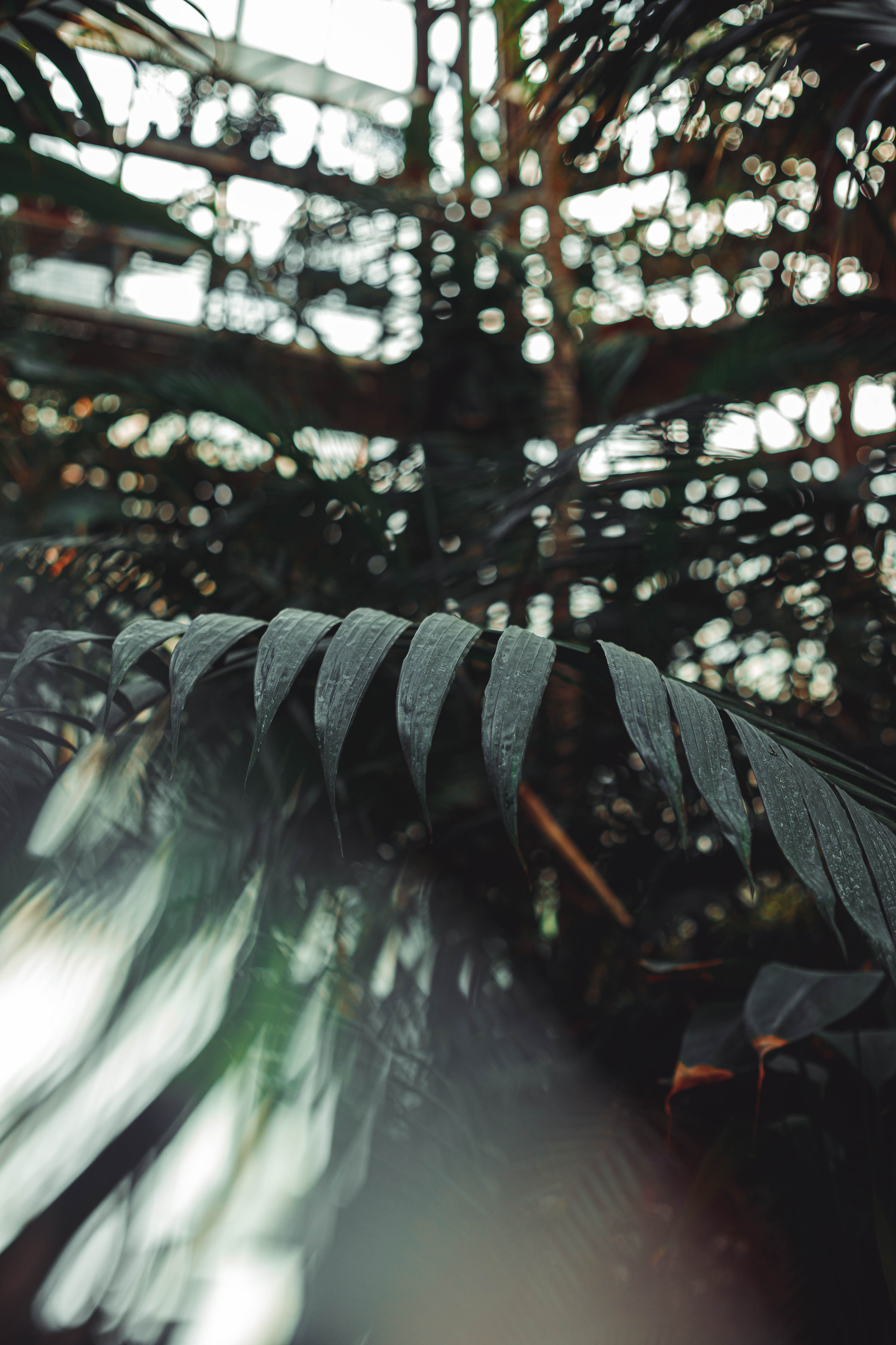 Close-up of Tropical Plant Leaves in a Greenhouse · Free Stock Photo