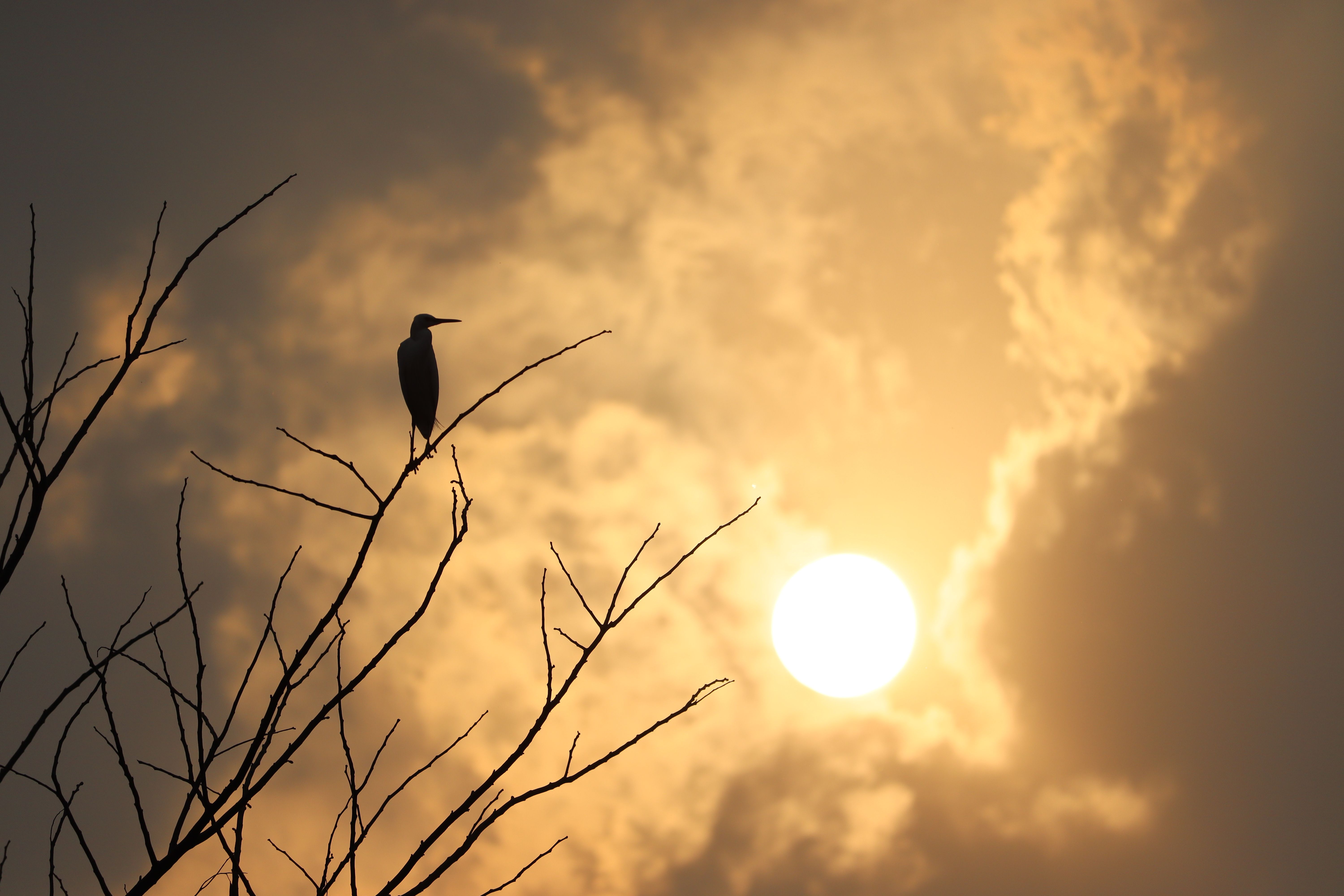 Silhouette of a Bird Sitting on a Tree Branch at Sunset · Free Stock Photo