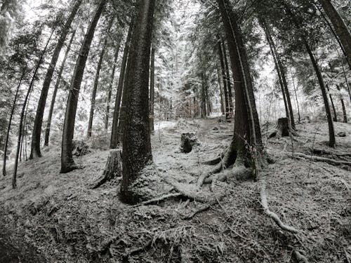 Wide Angle Shot of a Snowy Forest 