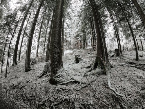 Foto profissional grátis de árvores, com frio, coníferas