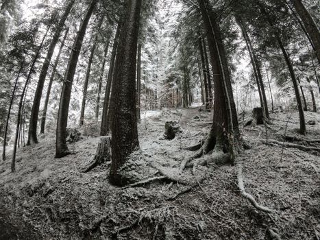 Snow-covered forest in Abtenau, Salzburg, Austria, showcasing towering coniferous trees in winter.