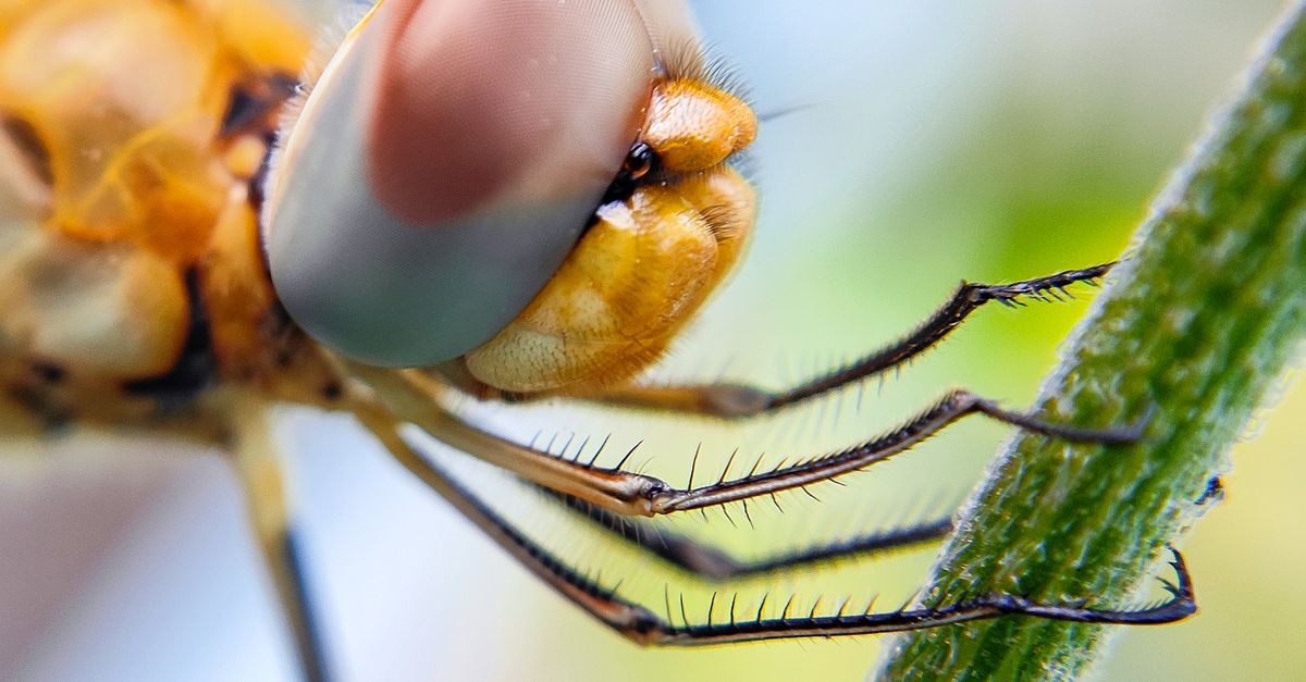Insect Add Close-up of an Insect ยท Free Stock Photo