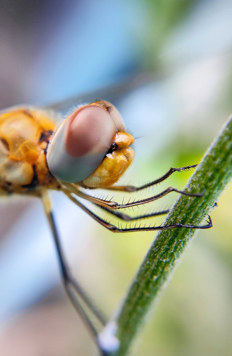 Close-up Of An Insect 